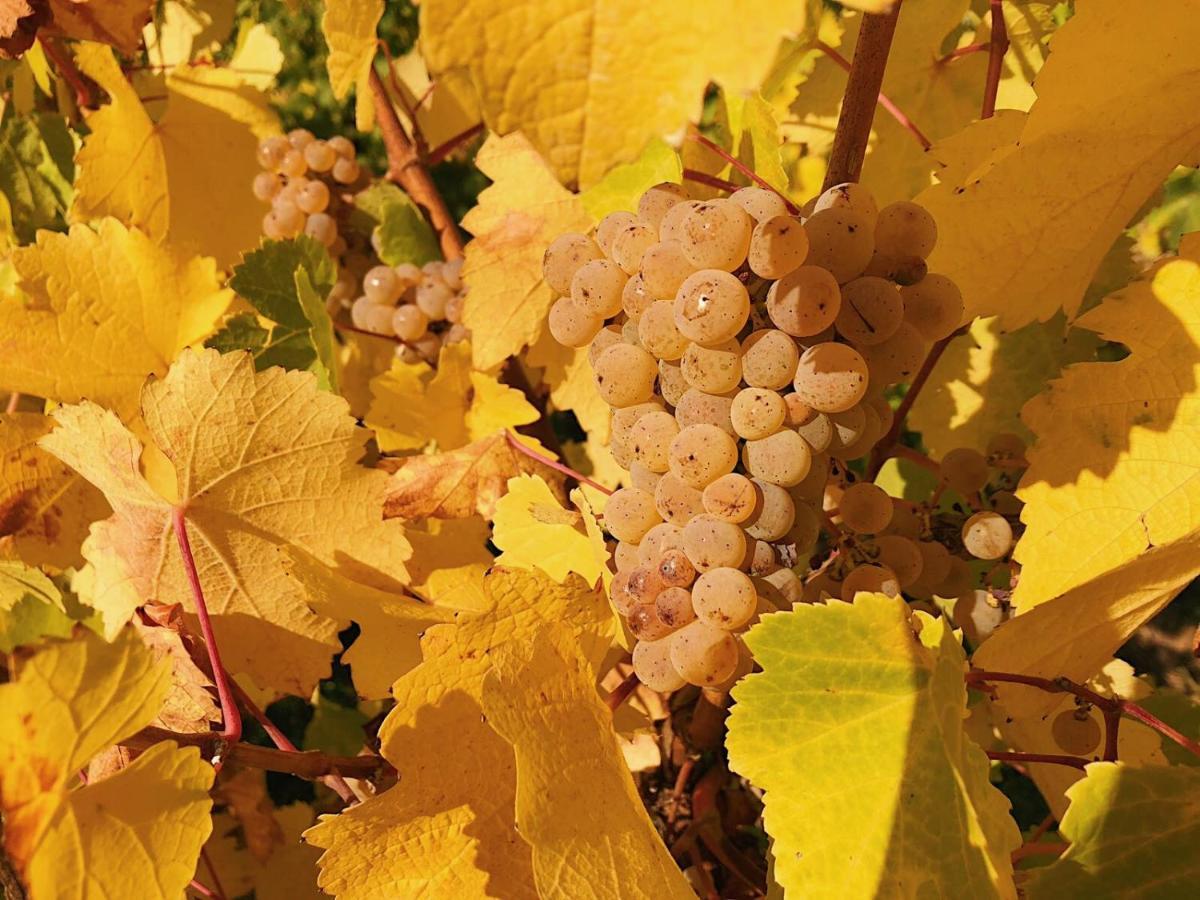 Weingut-Aparthotel Olinger Меринг Екстериор снимка